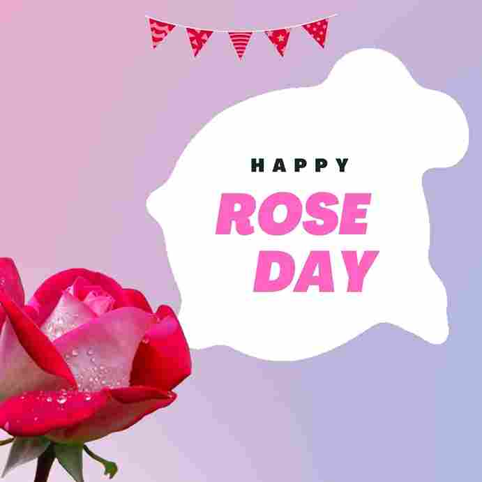 Rose Day Images 3